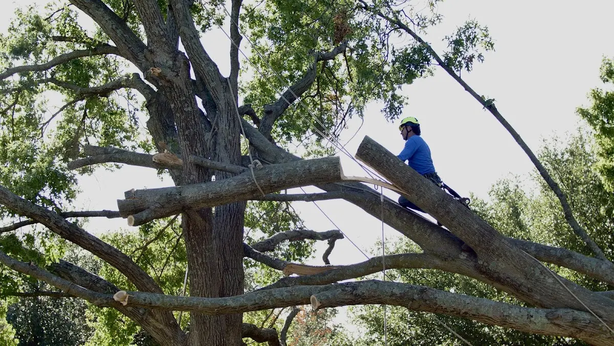 Professional Hazardous Tree Removal performed by certified arborists in Ellington