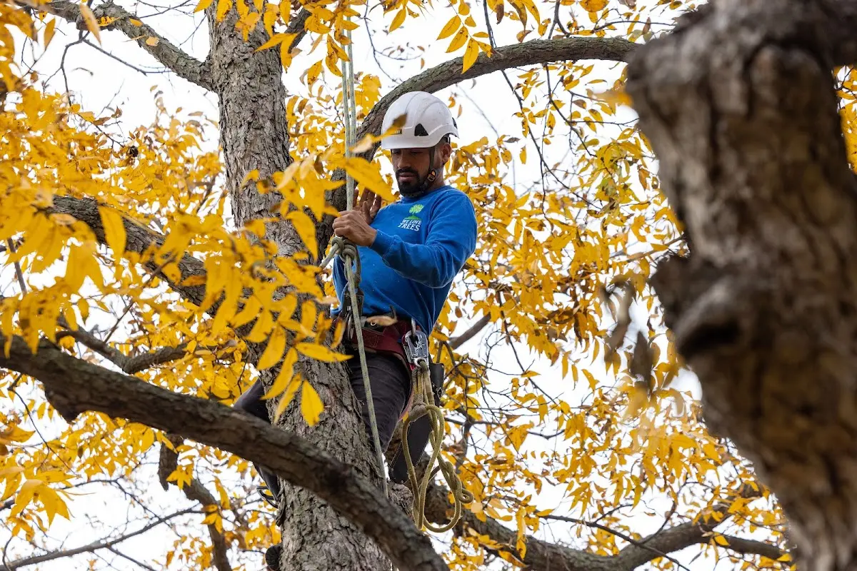 Skilled Emergency Tree Service crew working in Ellington